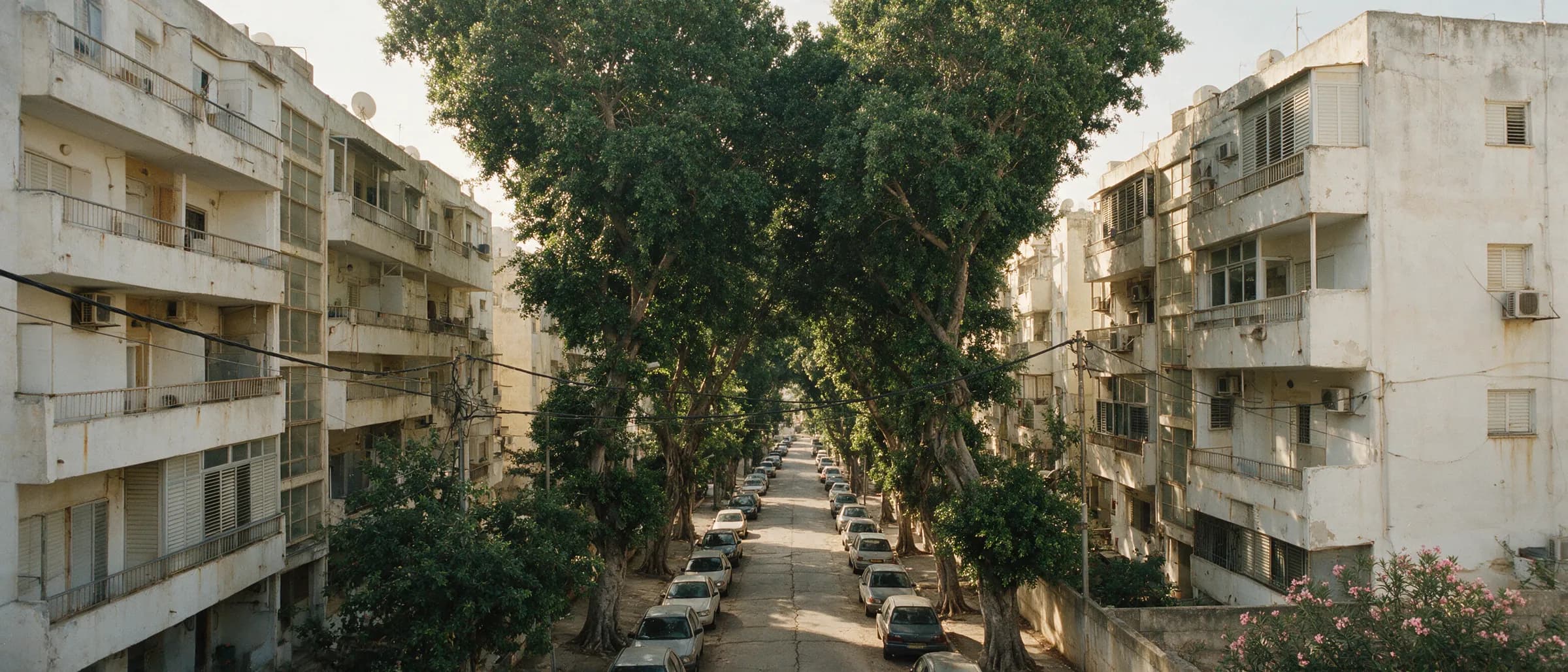 רחוב מדורג של בנייני שיכון בני ארבע וחמש קומות, חופת עצי פיקוס בוגרים סוגרת מעל הכביש ומכוניות חונות לאורך שתי המדרכות